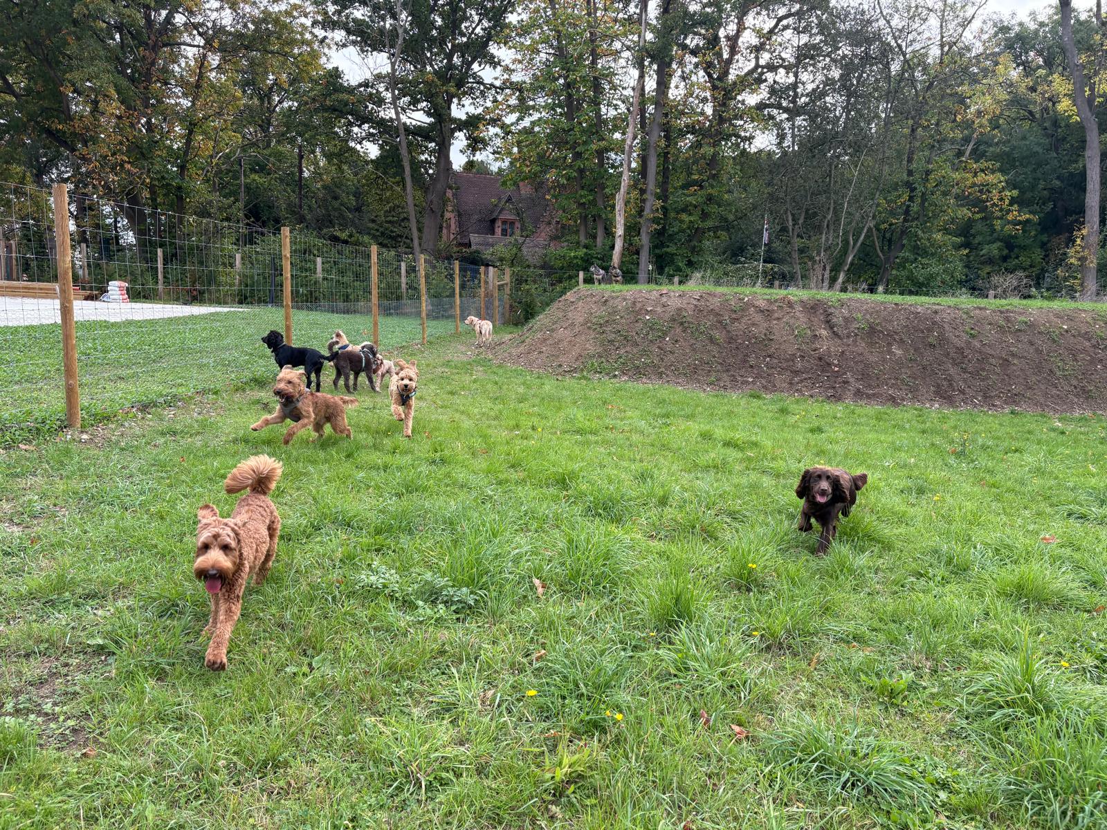 Dogs playing at The Wizard of Dogs daycare facility in Cobham